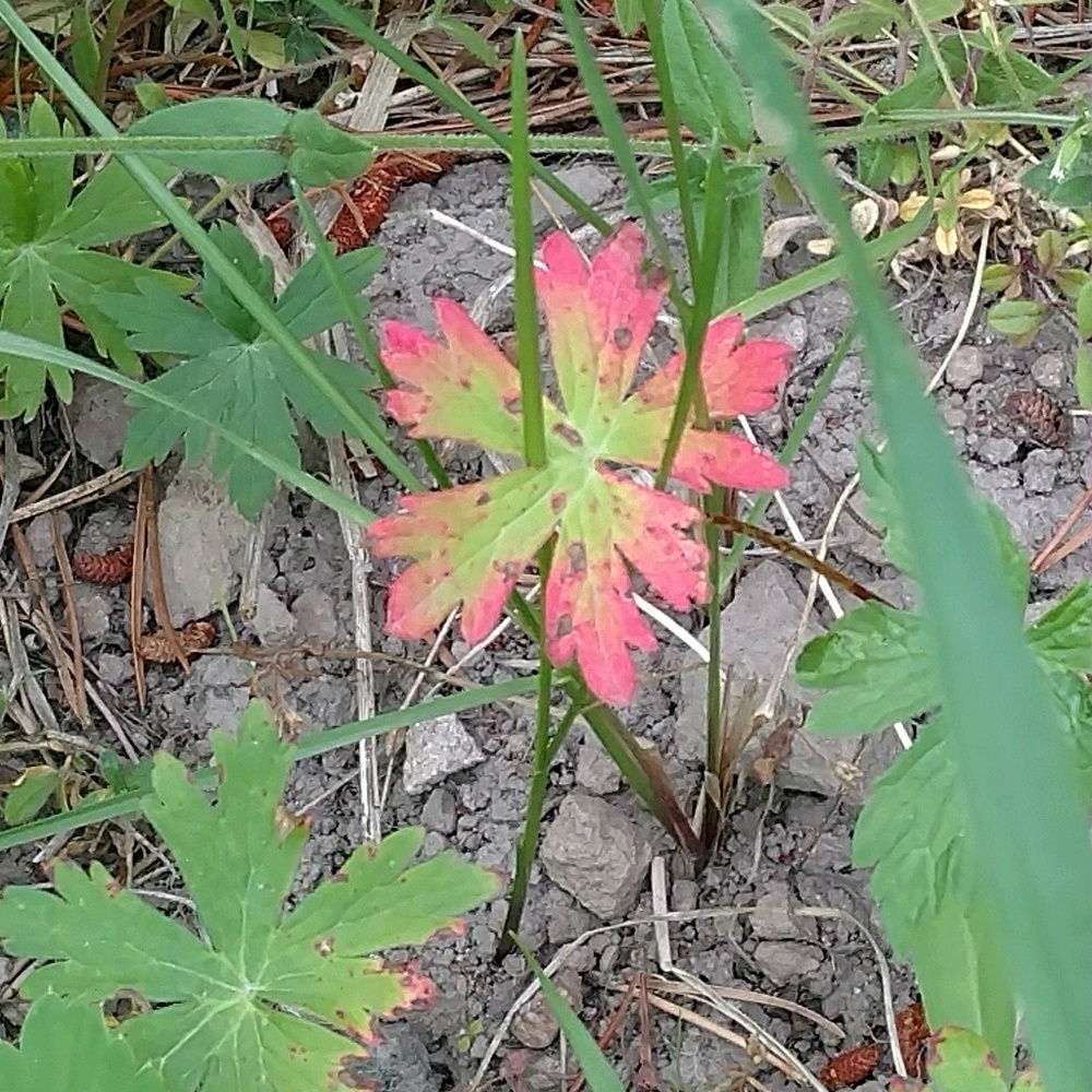 Meet your Posher, Linda